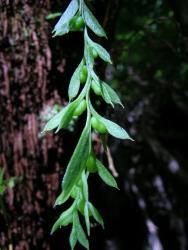 Tmesipteris elongata: round-ended bilobed synangia borne on the upper margin of bifid sporophylls.  
 Image: L.R. Perrie © Leon Perrie 2009 CC BY-NC 3.0 NZ